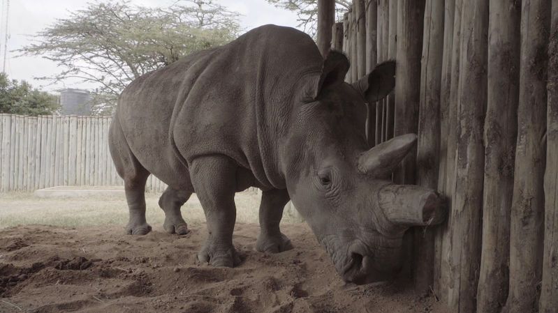 Vznikla další tři embrya ohrožených nosorožců. Vědci jich mají celkem 12